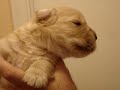puppy howl puppy howl