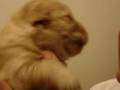 puppy howl