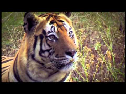 WILD TIGER