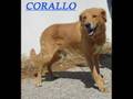 CANILE EX CINODROMO ROMA -ADOTTA UN CANE !!!!