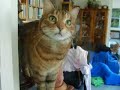 Meine Katze Lucy Meine Katze Lucy