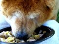 K-Pup - Sunday Morning Kibble Omelet