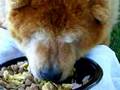K-Pup - Sunday Morning Kibble Omelet