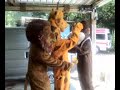 Animals fight