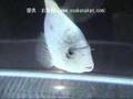 フリー部門銀賞（2位）：ヴィエジャ・アルゲンティア（Vieja argentea）