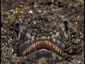 Lembeh Underwater - MES Expedition
