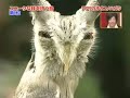 Transformer Owl