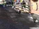 Encierro en Valdemorillo 2008