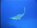 Bonaire:  Spotted Eagle Rays