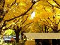 神宮外苑紅葉2008 Autumnal leaves at Jingu-Gaien