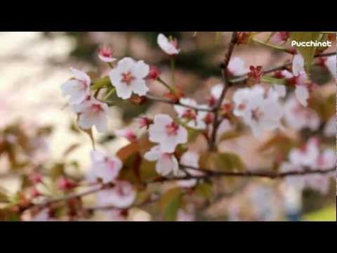 見ごろを迎えた桜舞馬公園のさくら - 新ひだか町