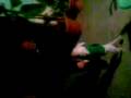 Perro bailando el terry y el chato