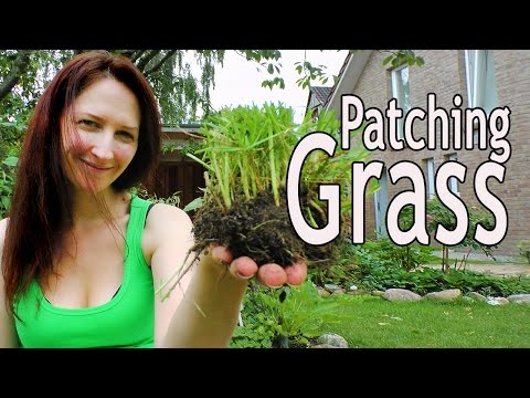 how to patch lawn
