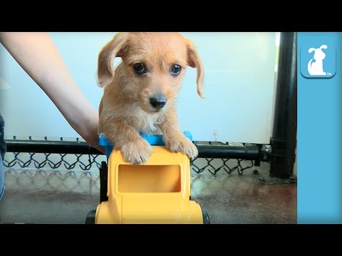 Puppies Ride In A Truck, Receives Class C Driver's License - Puppy Love
