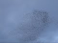 Starling Roost in Northampton