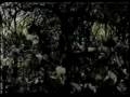 Raintree Crow - Blackwater