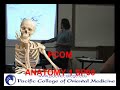 pcom anatomy 1 final review 7 16 08 p8