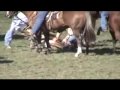 Rodeo: www.sharkonline.org