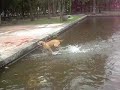 Australian cattle dog, Rhodesian ridgeback and German shepard