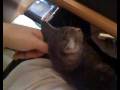 videos de Kitty interrupts me playing UT3 for cuddles.