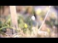 Euronews Science - Ces Plantes Qui Résistent Au Froid