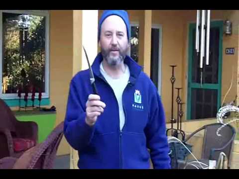 how to transplant elephant ears plant