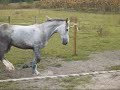 Chevaux qui craquent 2 !!