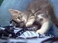 kitty kitty