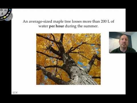 how to collect xylem sap