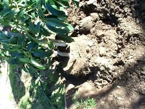 how to plant avocado in soil