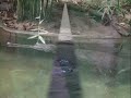 Gharial Feeding at the National Zoo in DC