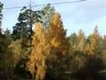 Autumn2008.wmv