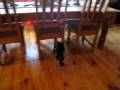 videos de Grape Ape running.AVI