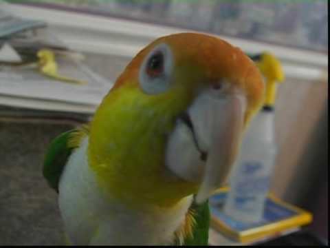 Cujo Caique