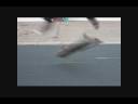 videos de skating