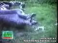 Snake Swallows and Regurgitates an Entire Hippo