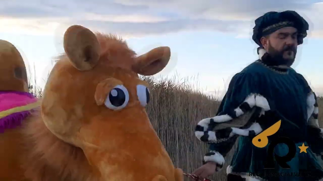 camello 