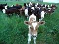 Inquisitive Fresian Calf on Dairy Farm in Waikato New Zealand