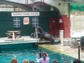 Flamingo Land Seal and Sea Lion Show Flamingo Land Seal and Sea Lion Show