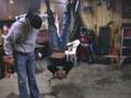 videos de Redneck hanging from  deer hanger