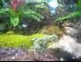 My First Vivarium