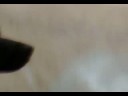 Atacado pelo \"Pitbull\"!!!