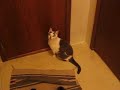 Mel Wants Out, the sequel Mel Wants Out, the sequel