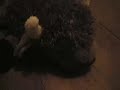 Webkinz Games episode 1 part 1 Webkinz Games episode 1 part 1