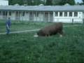 Fleckvieh Simmental BFG EXODUS PP