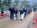 videos de Stewart & his 4 dog team at Sled Dog Shield