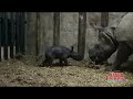 Queremos compartir con vosotros las imágenes más tiernas y bonitas de Shiwa y su #bebe.http://youtu.be/206wMPZh8KU