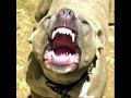 Pitbull Vs Kangal