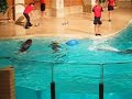 S�rk�nniemen delfinaario