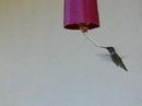 Lots of Hummingbirds